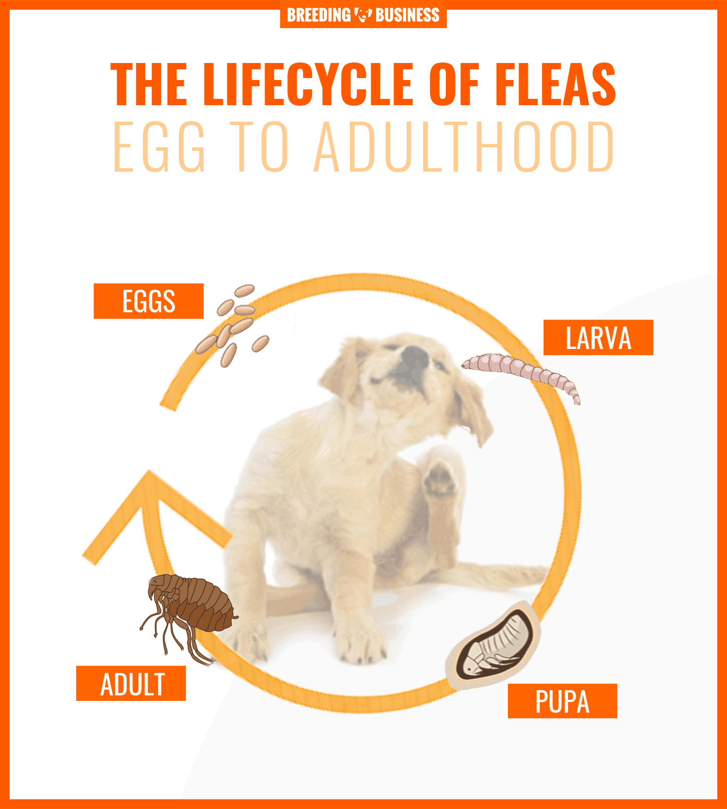 lifecycle of a dog flea
