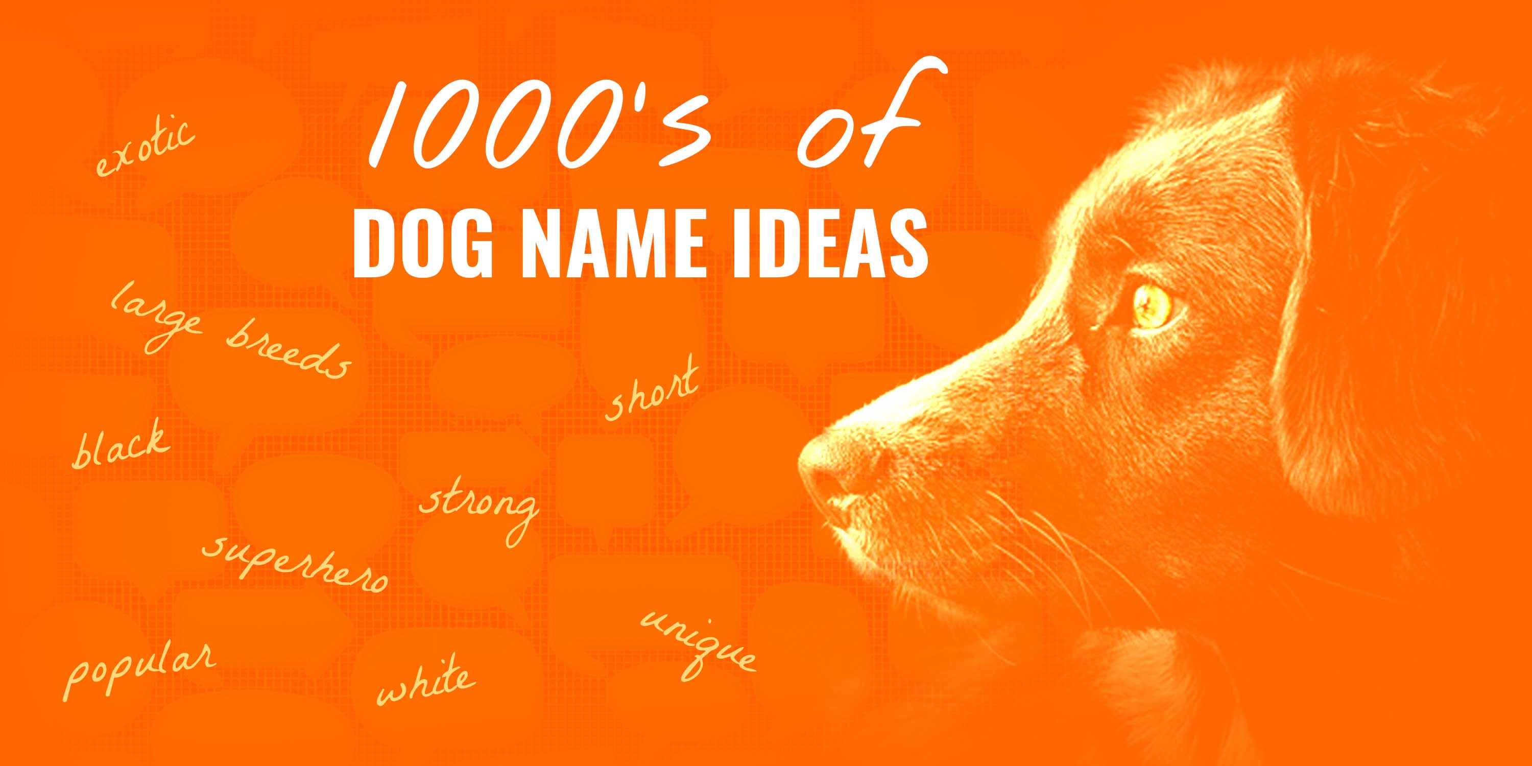 1000 S Of Dog Names For New Puppy Owners Dog Name Center