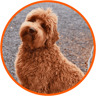 double-doodle