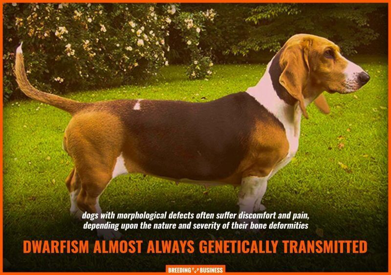 dwarfism in dogs