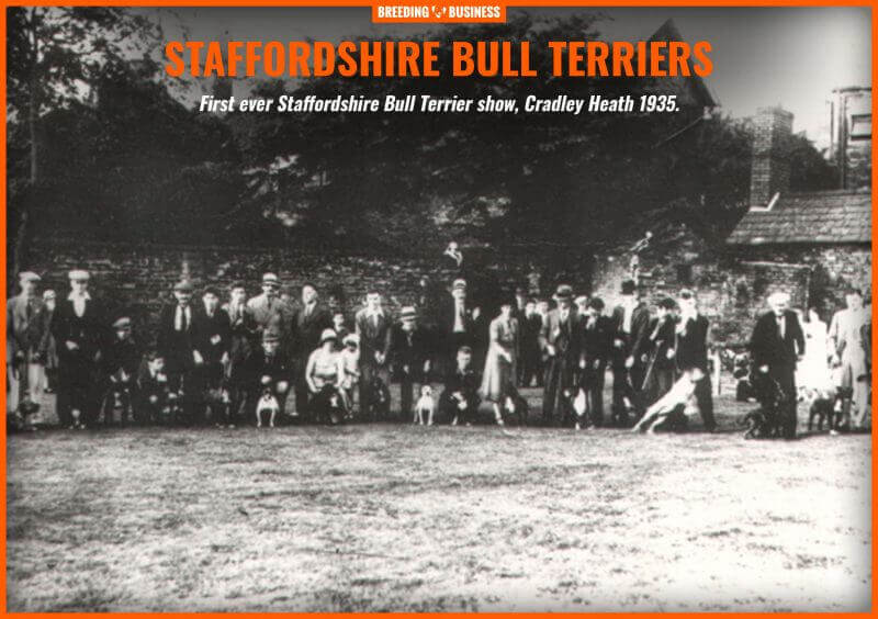 The first Staffordshire Bull Terrier dog show ever.
