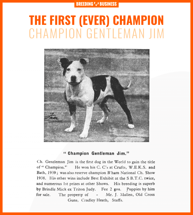 gentleman jim staffordshire bull terrier champion