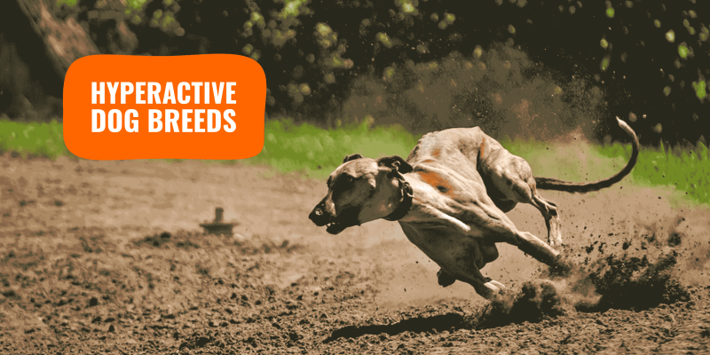 most hyperactive dog breeds