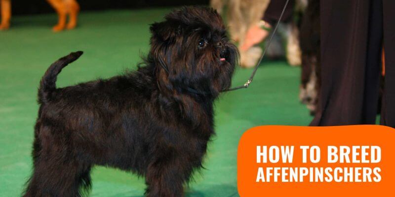 affenpinscher breeders
