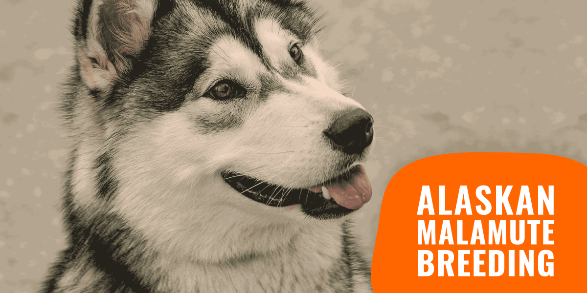 dog breeds alaskan malamute