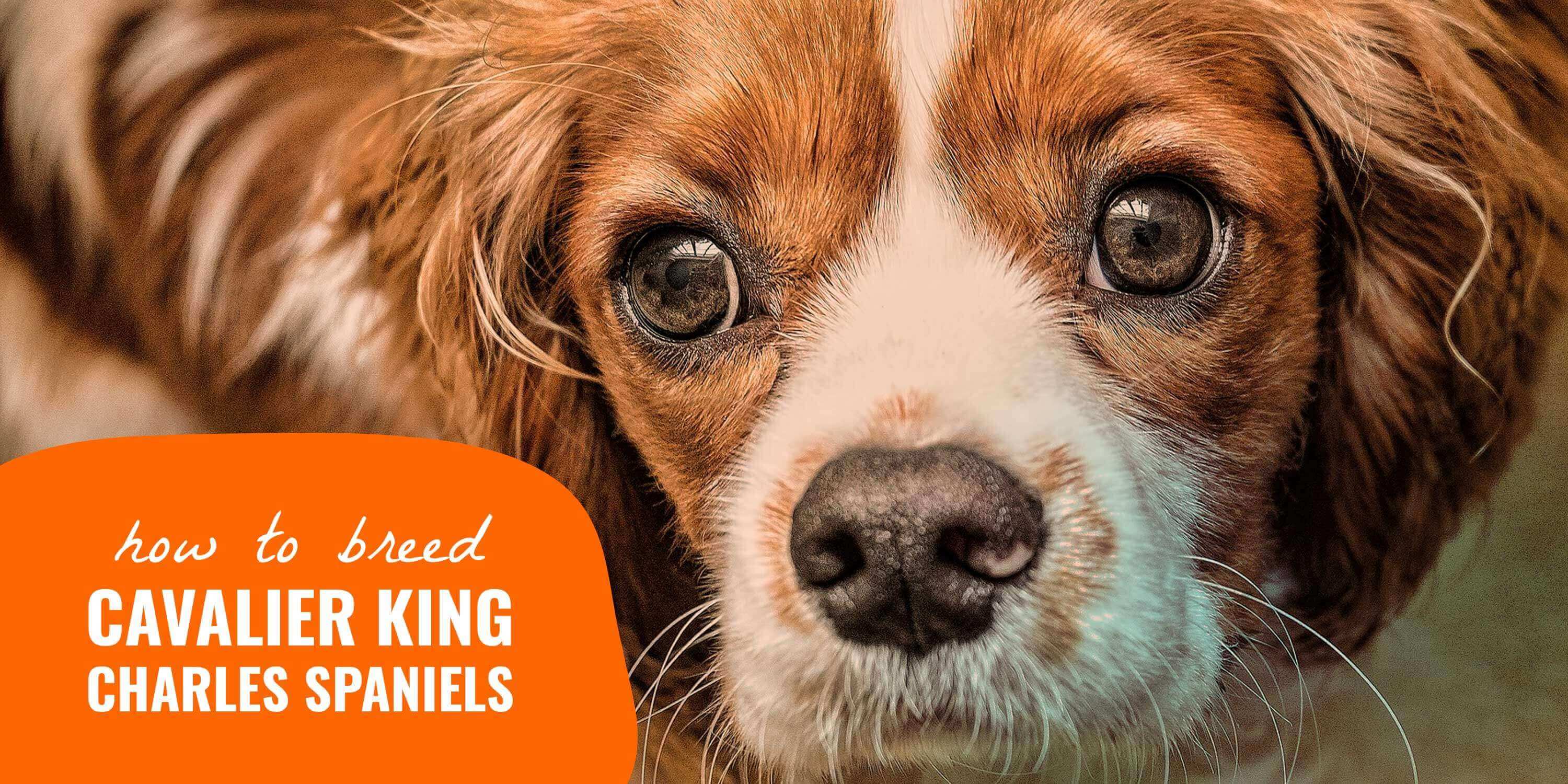How To Breed Cavalier King Charles Spaniels History Health Litters