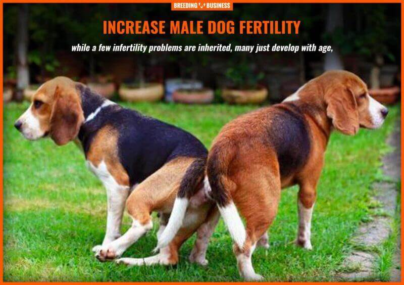 female dog fertility supplements