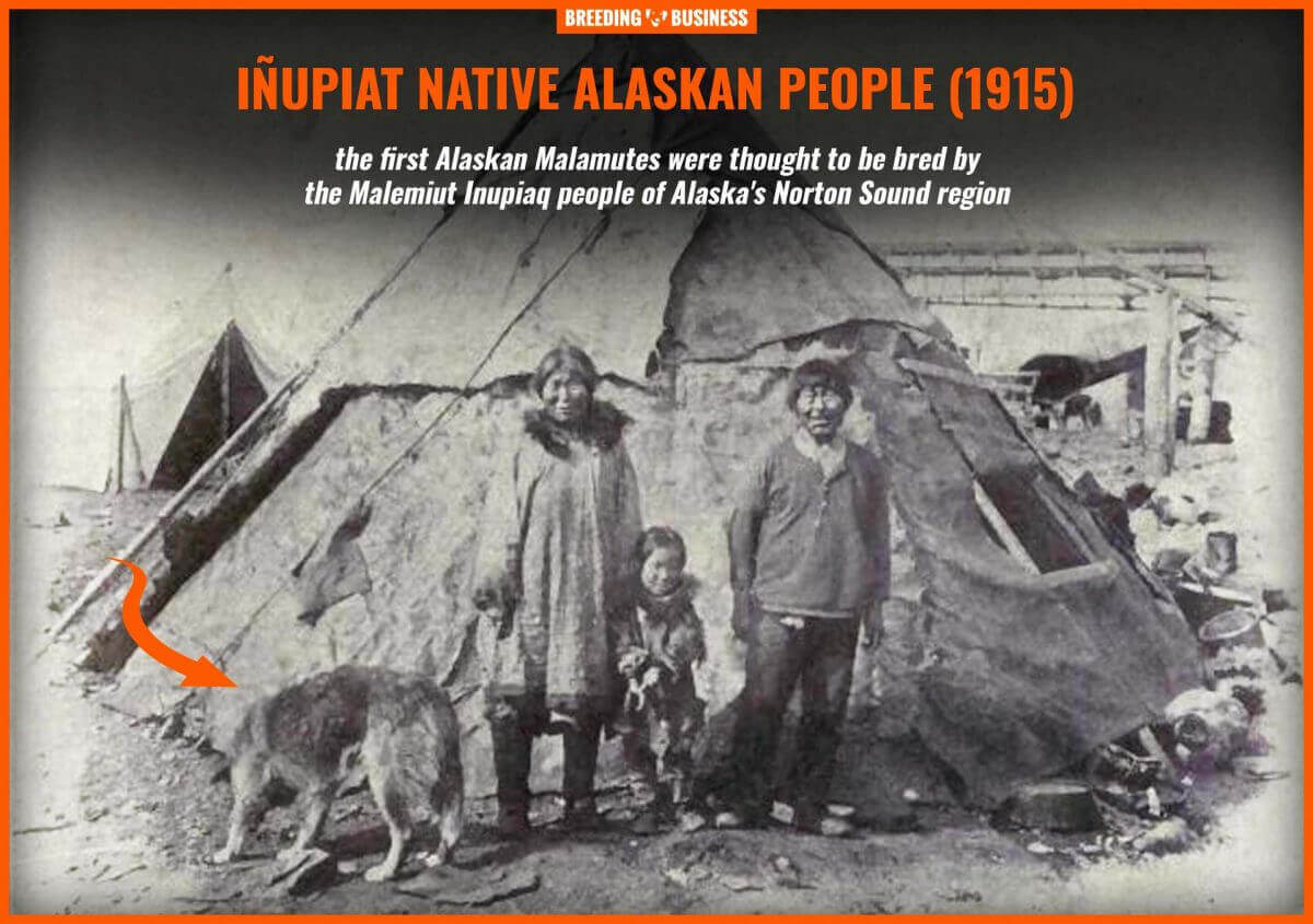 inupiat people alaskan malamute