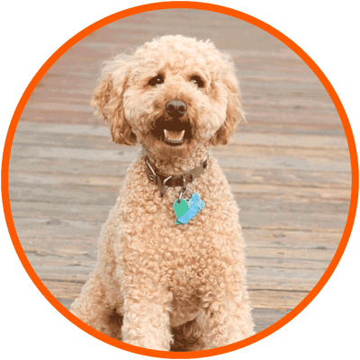 labradoodle