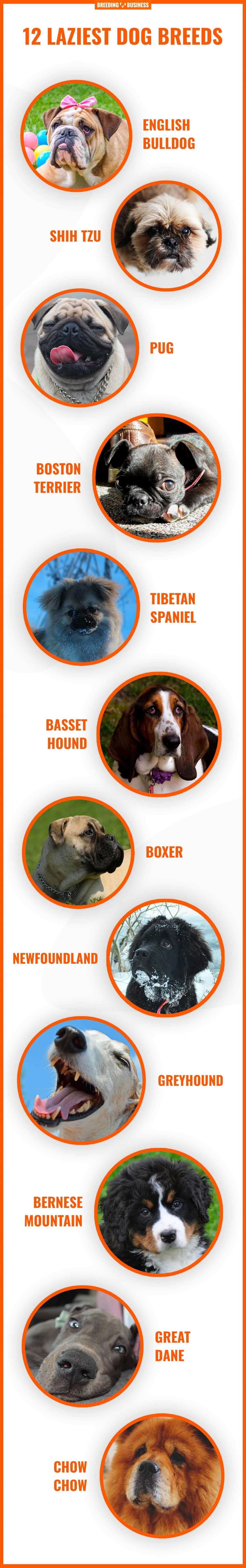laziest and least-energy dog breeds (infographic)
