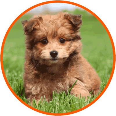 pomapoo