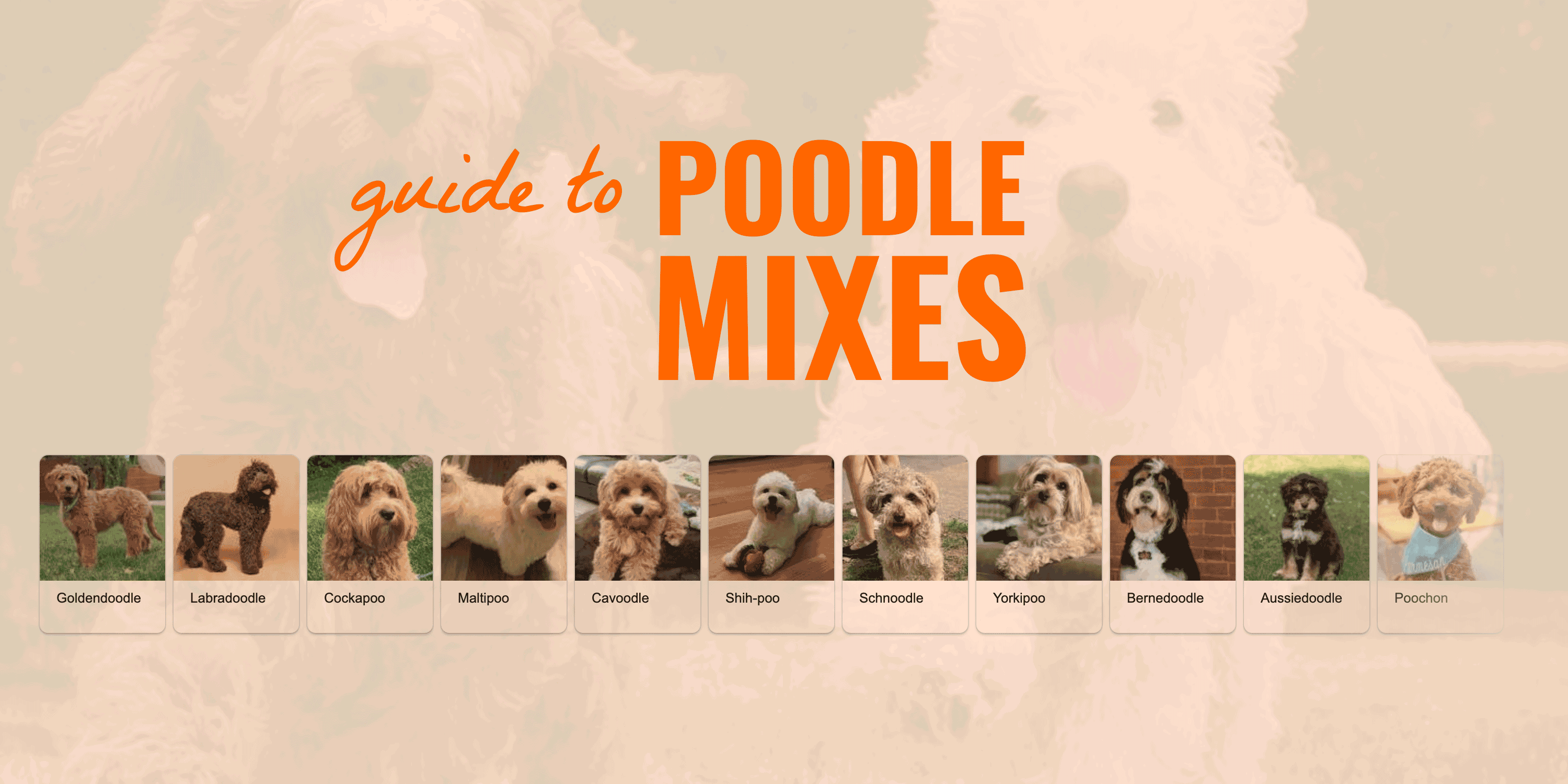 small dog breeds poodle mix