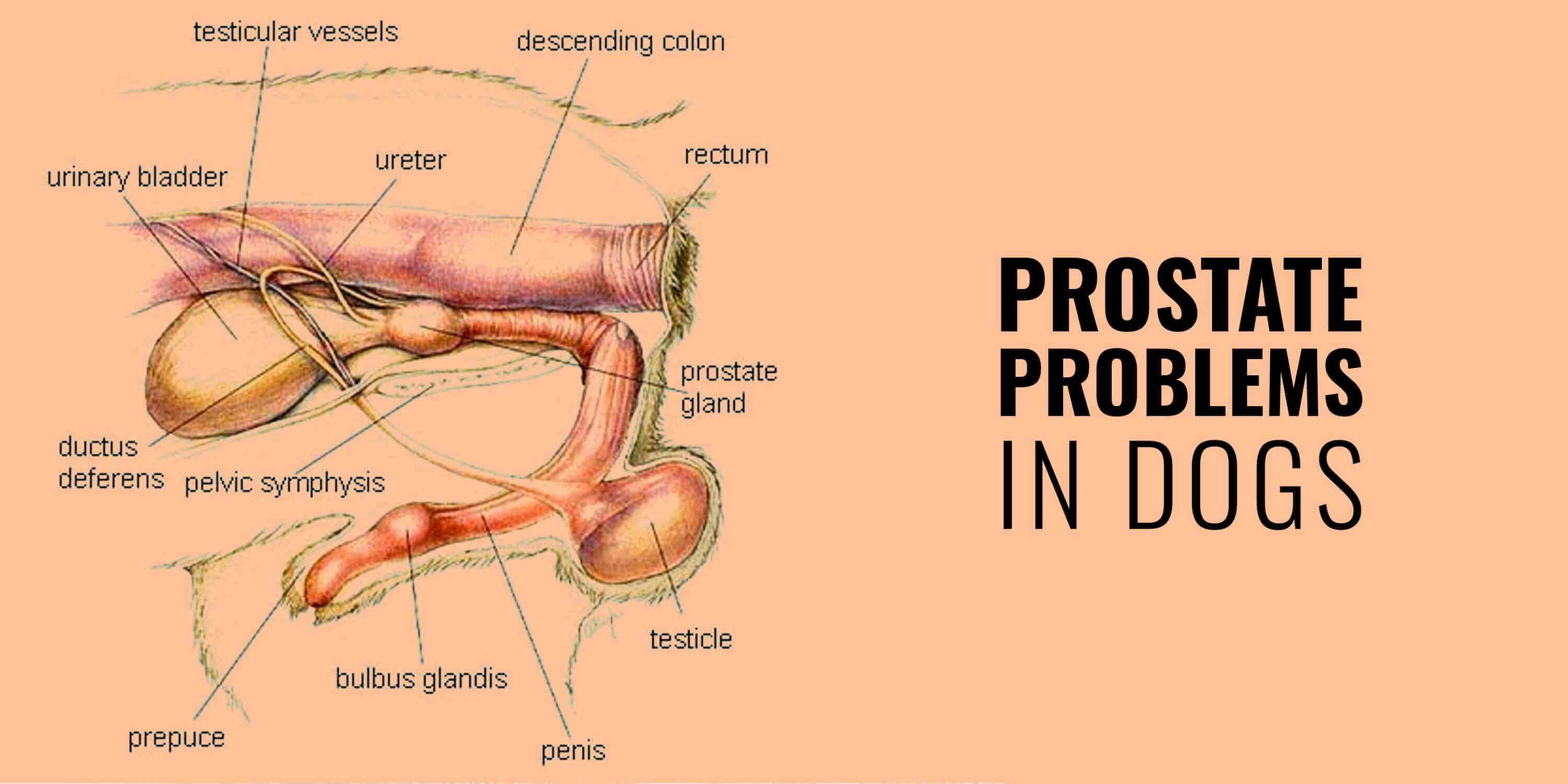antibiotic prostatitis dog cum se manifestă boala prostatita