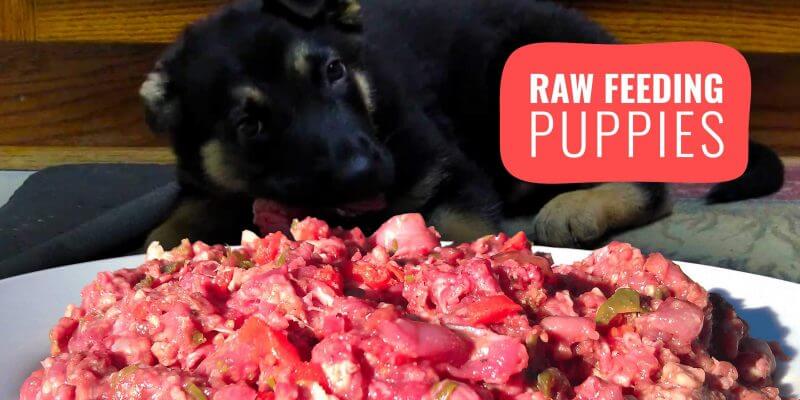 feeding puppy raw diet