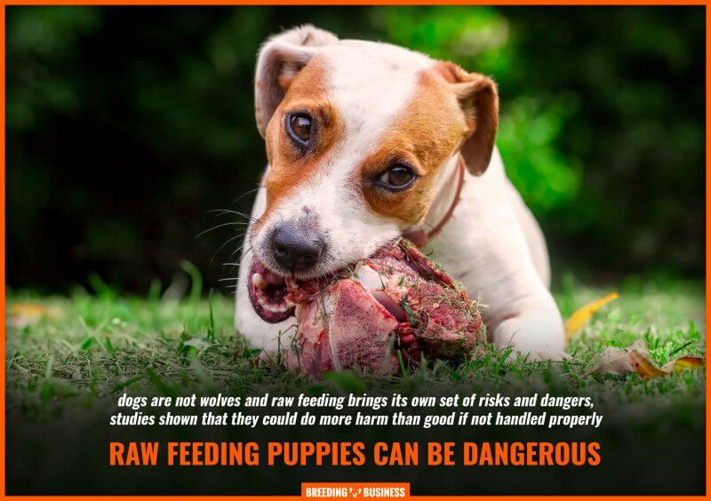 raw feeding puppies dangers and risks