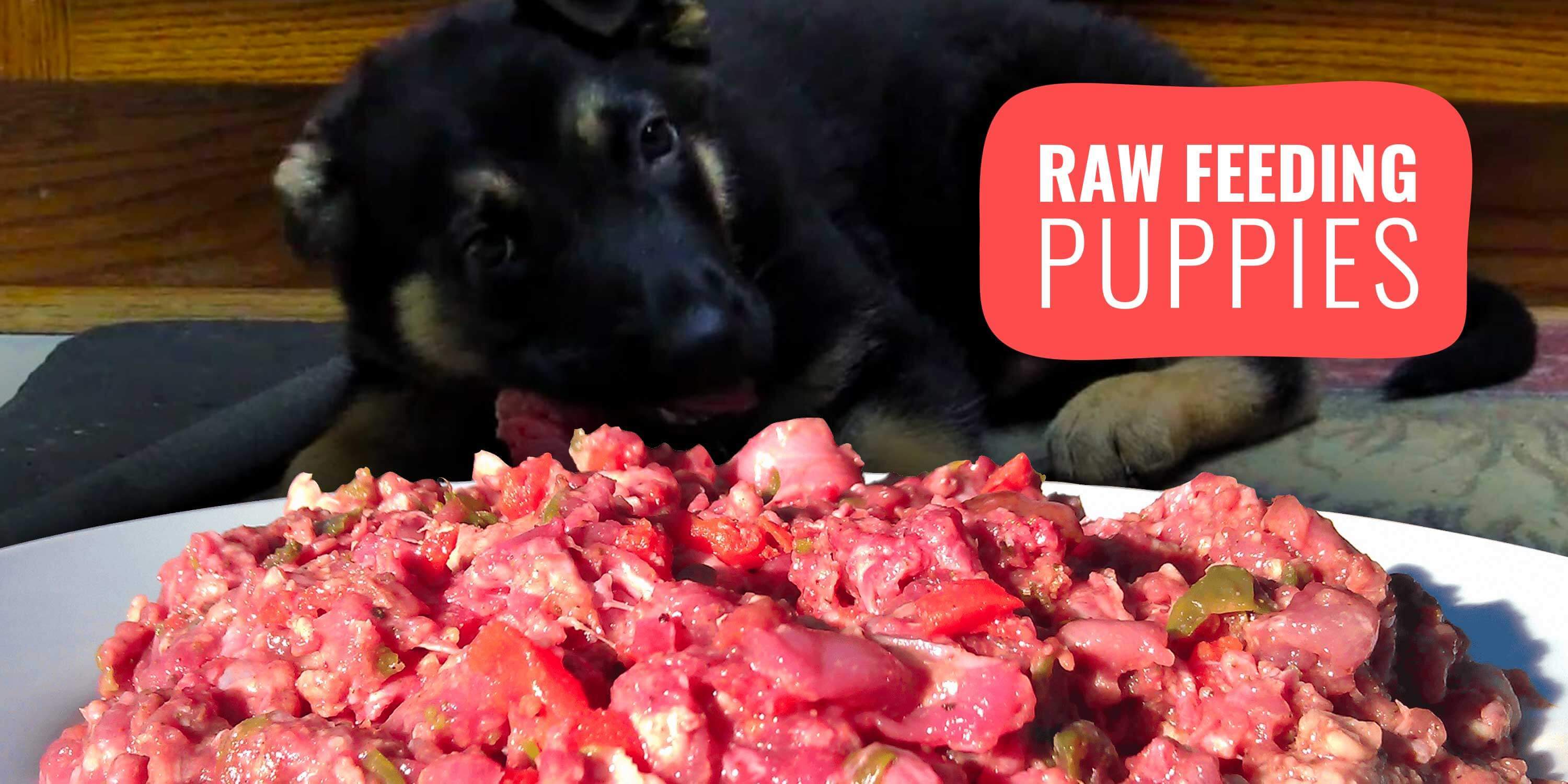 Raw Feeding Puppies How To, Guide, Risks, Benefits & FAQ