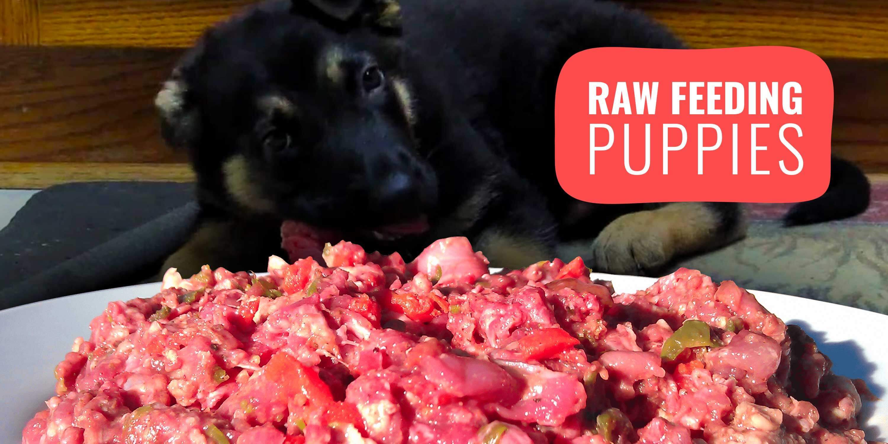 Raw Feeding Puppies How To Guide Risks Benefits FAQ