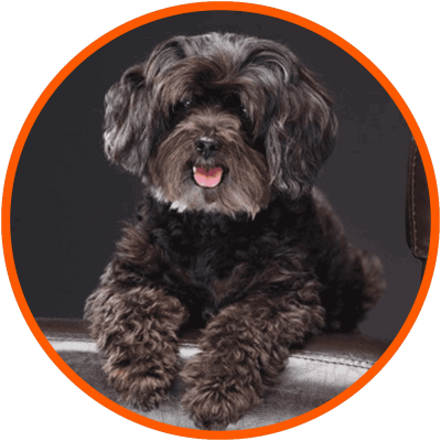 schnoodle