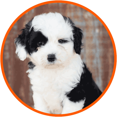 sheepadoodle
