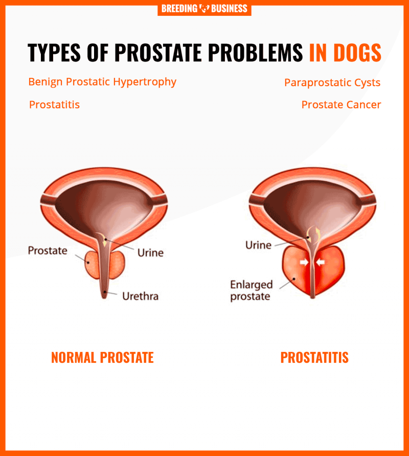 prostate-problems-in-dogs-hypertrophy-prostatitis-cancer-cysts