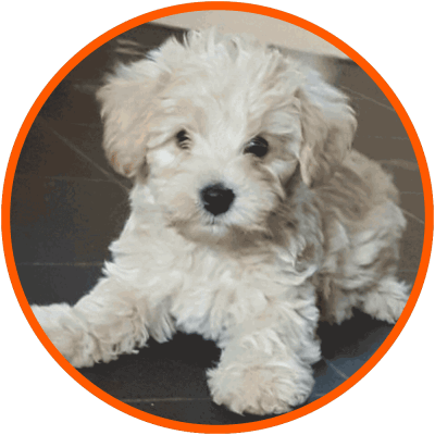 westiepoo