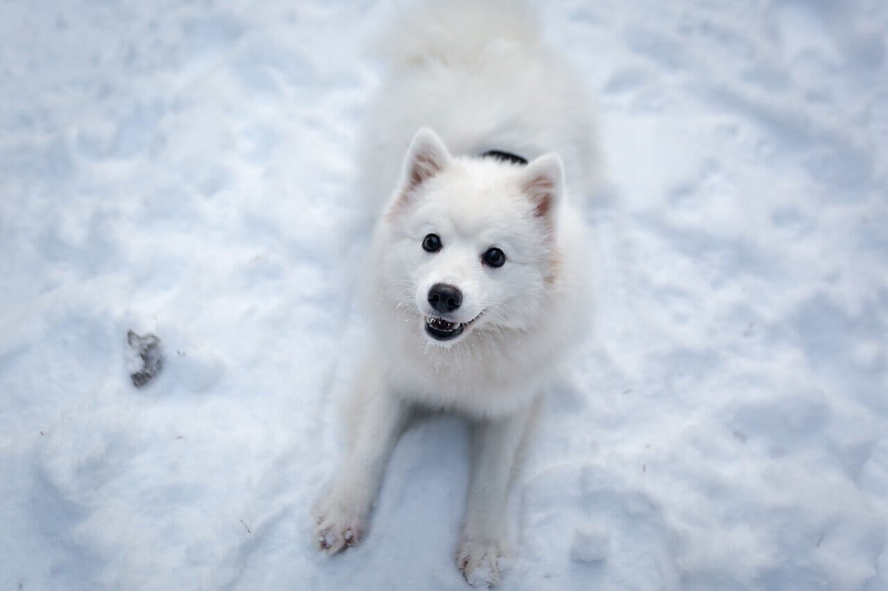 White Dog Names Over 150 White Snow Ice Inspired Ideas