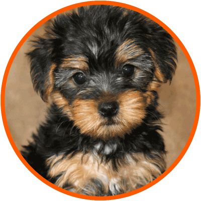 yorkipoo