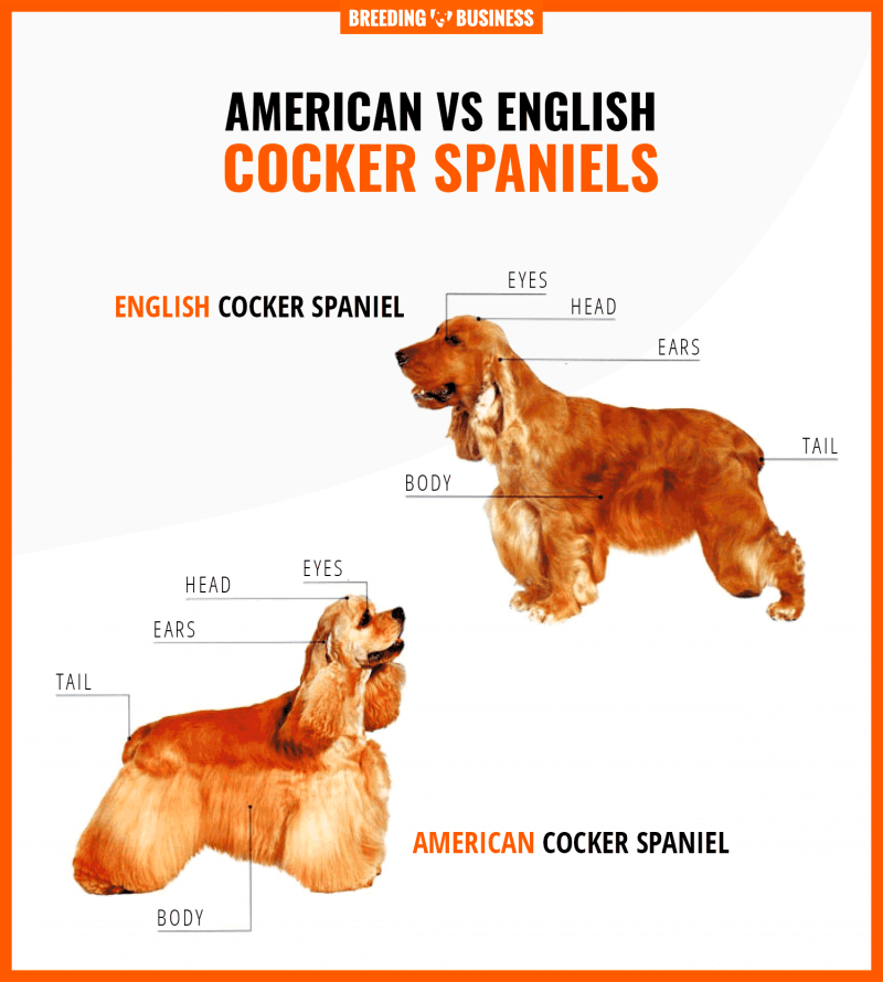 english and american cocker spaniel