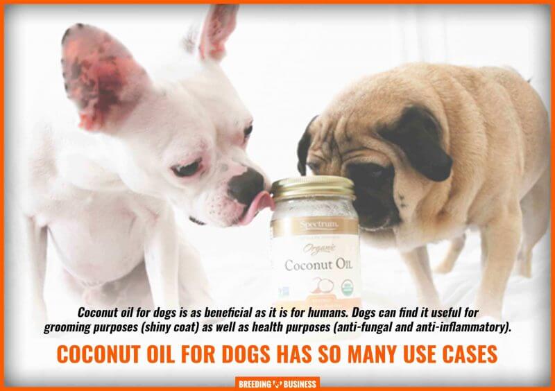 benefits coconut oil for dogs