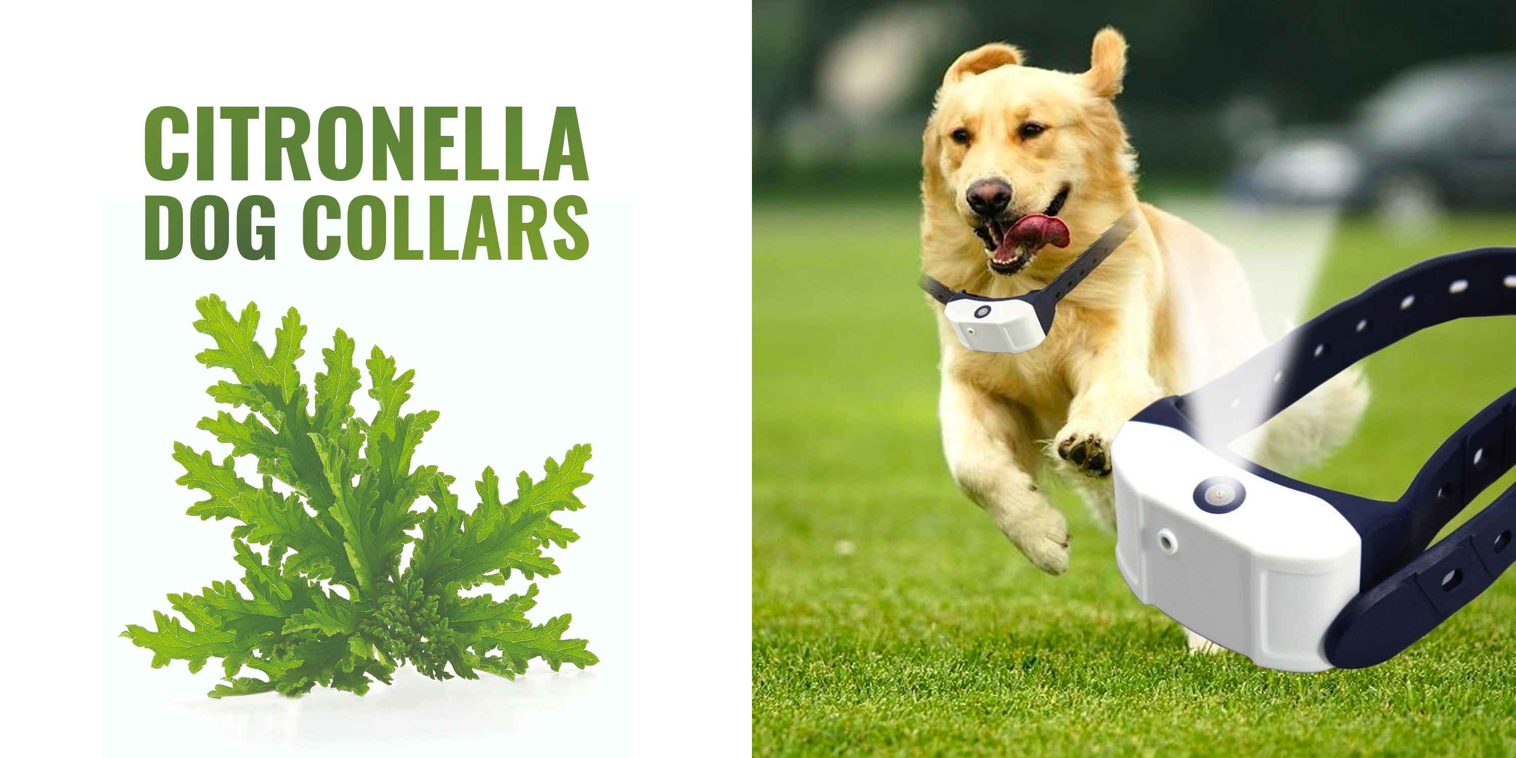 citronella dog collar