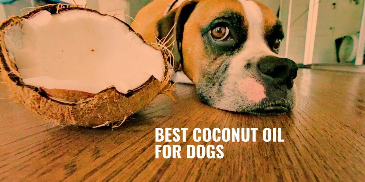 where can i buy coconut oil for dogs