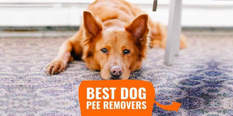 Dog pee outlet remover