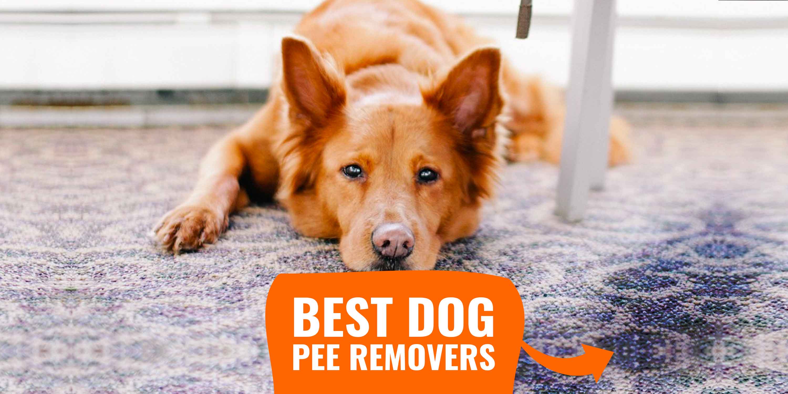 dog pee remover