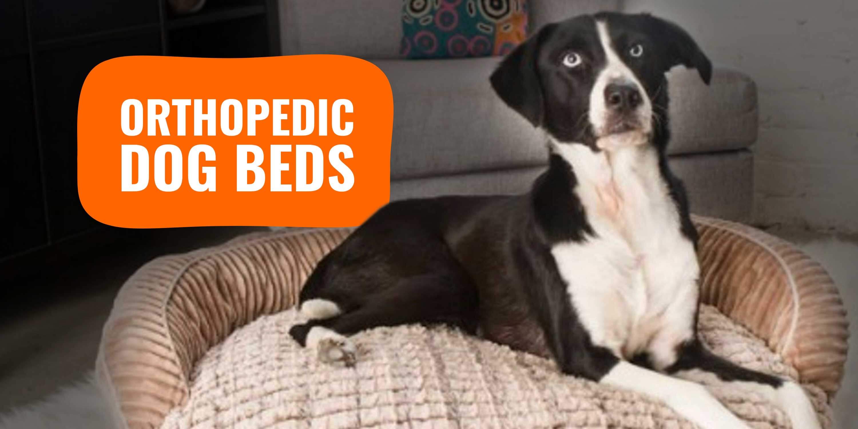 best orthopedic dog bed 2019