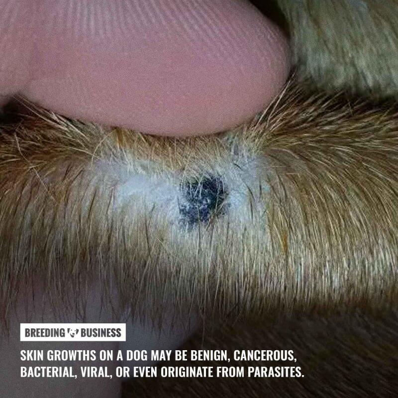 cancerous skin tags in dogs