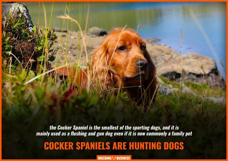 cocker spaniels as hunting dogs