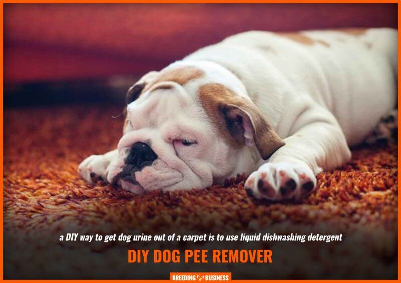 diy dog pee remover