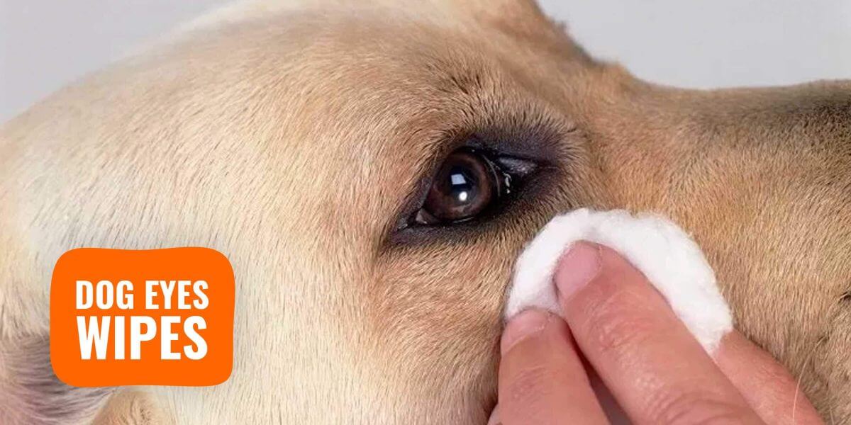 10 Best Dog Eye Wipes – Key Ingredients 