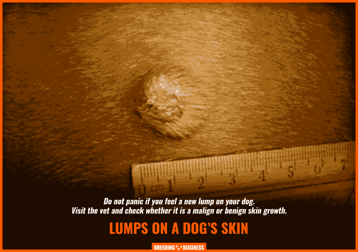 skin-growths-on-dogs-types-causes-diagnosis-treatments