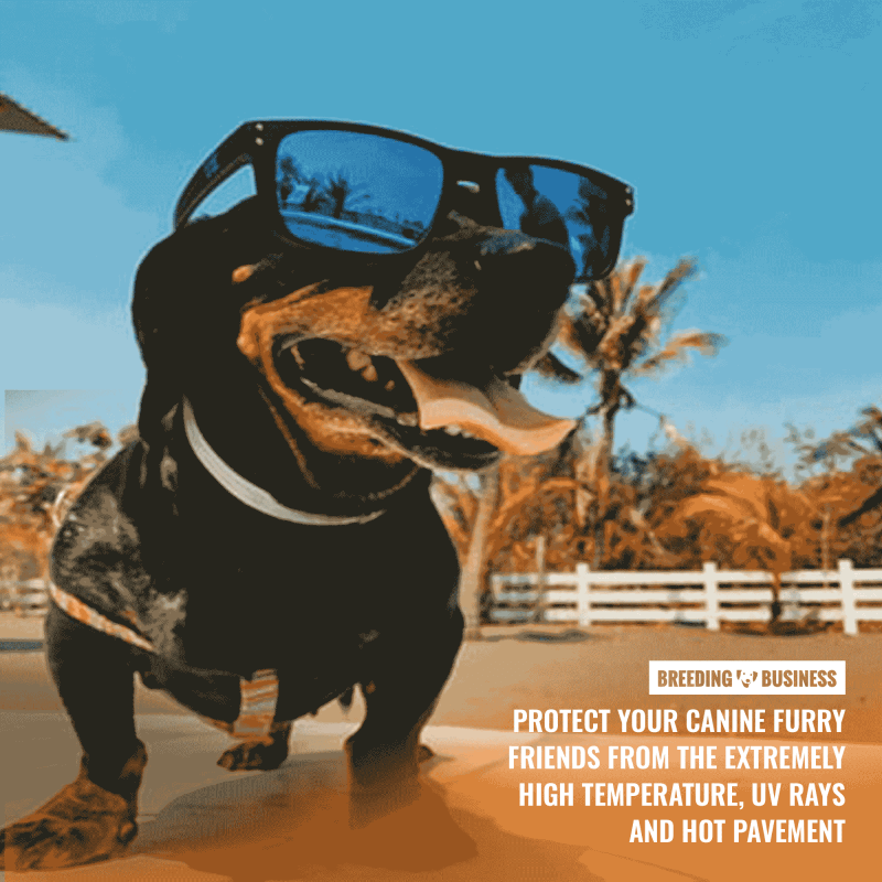 protect dog during the summer