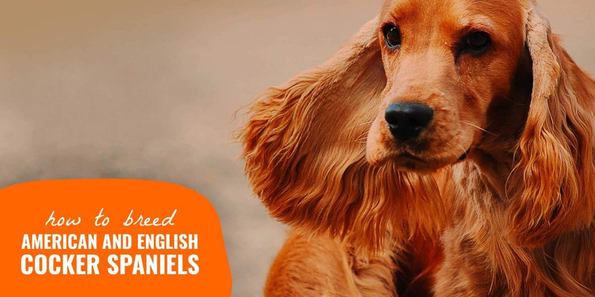 red merle cocker spaniel