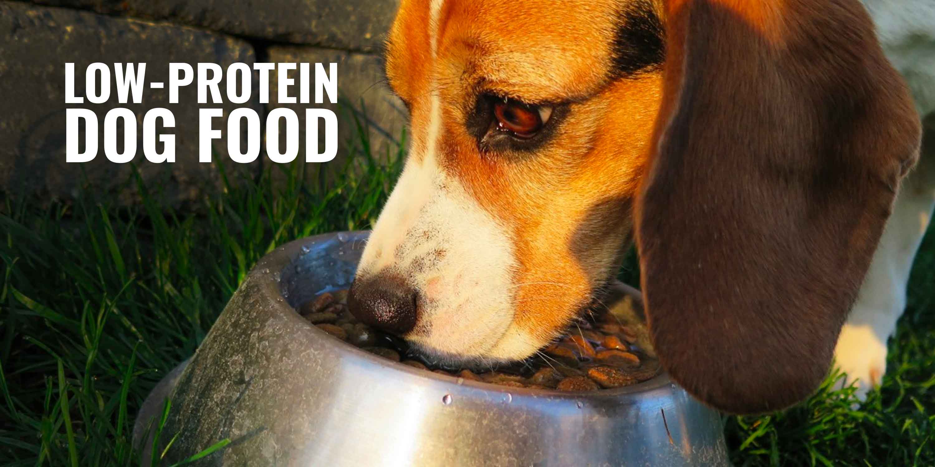 9 Best LowProtein Dog Foods Kidney Disease, Reviews & Tips