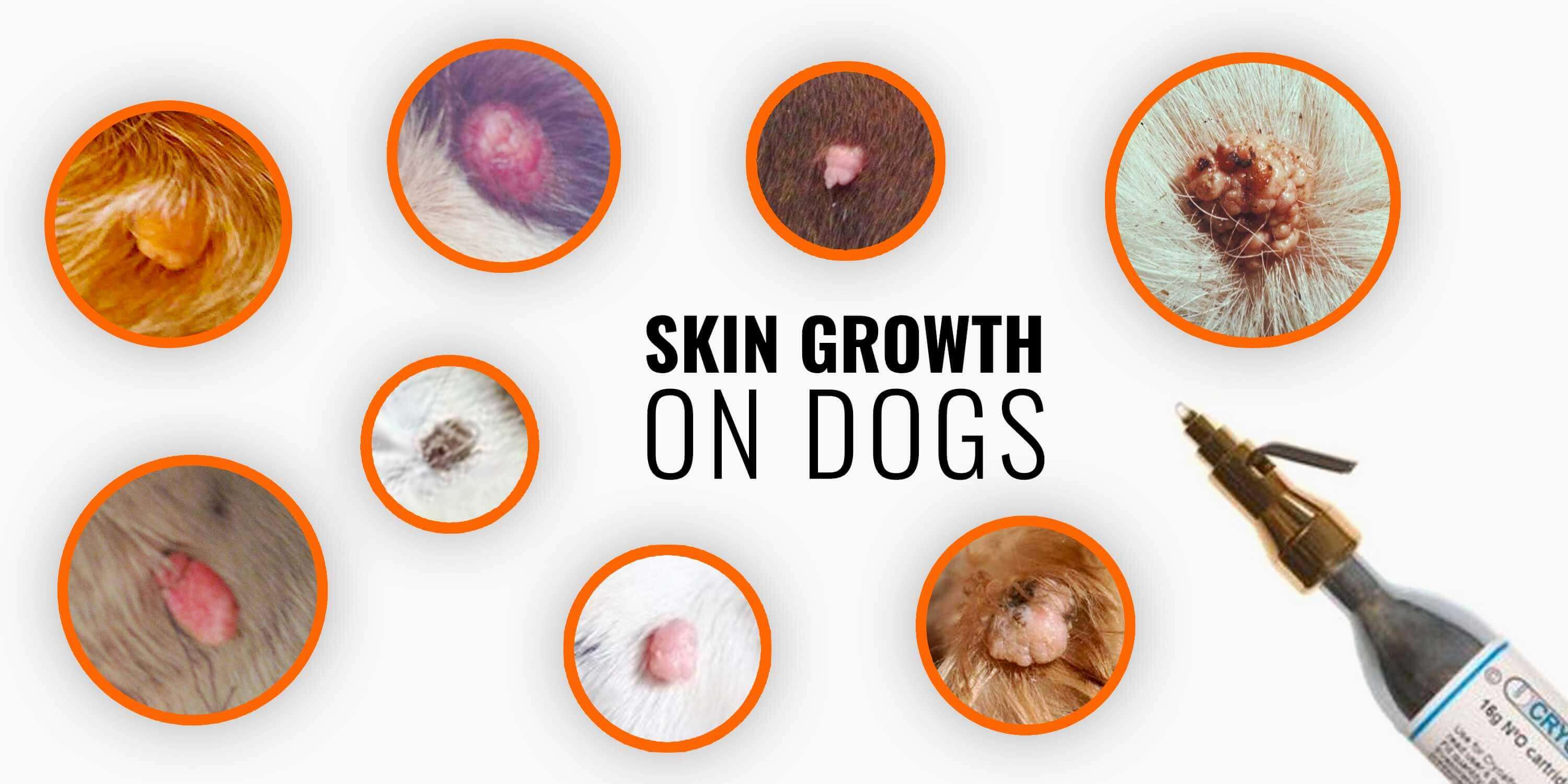 Skin Growths on Dogs - Types, Causes, Diagnosis & Treatments