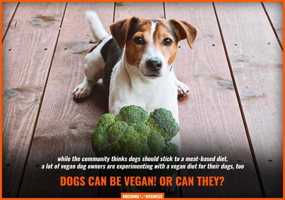 vegan dog