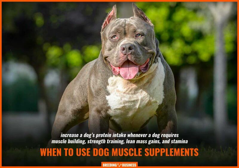 dog supplements for muscle growth