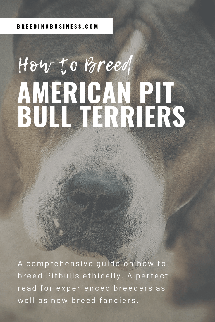 how to breed American Pit Bull Terriers (poster)
