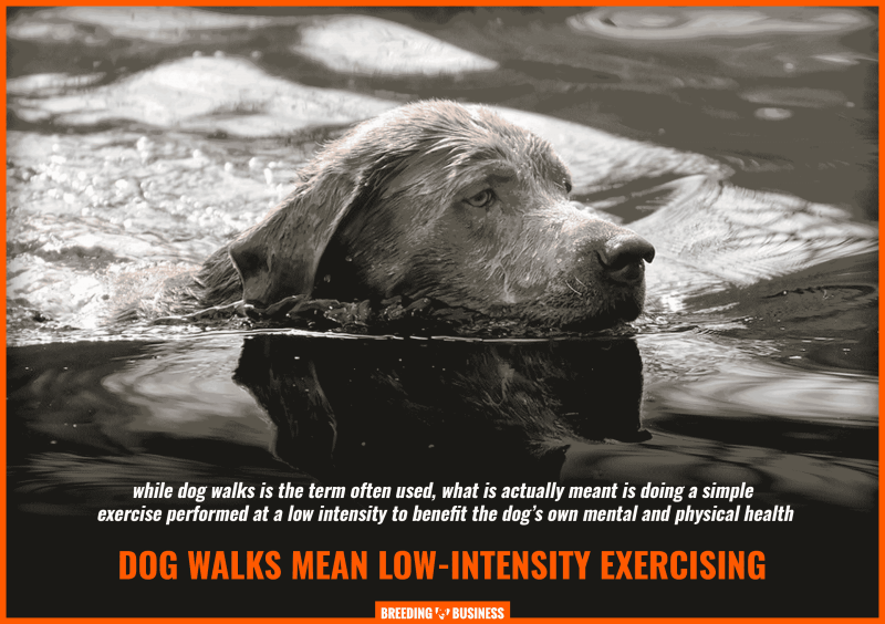 dog walks vs exercising
