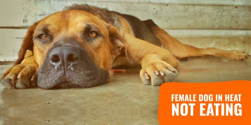 stop male dog from smelling female in heat