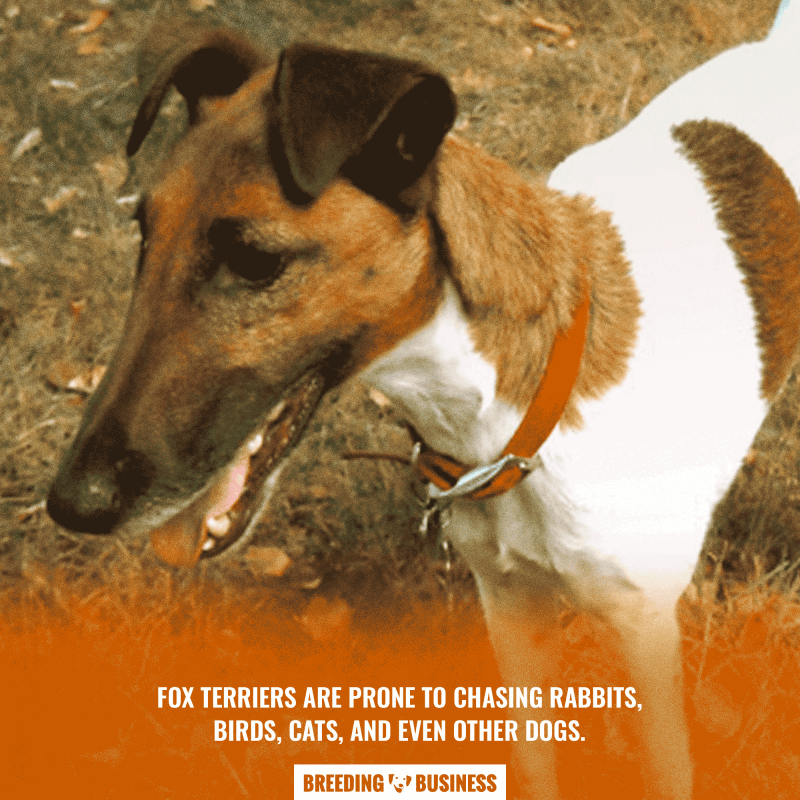 fox terrier instincts