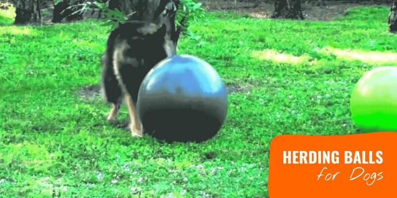 herding ball border collie